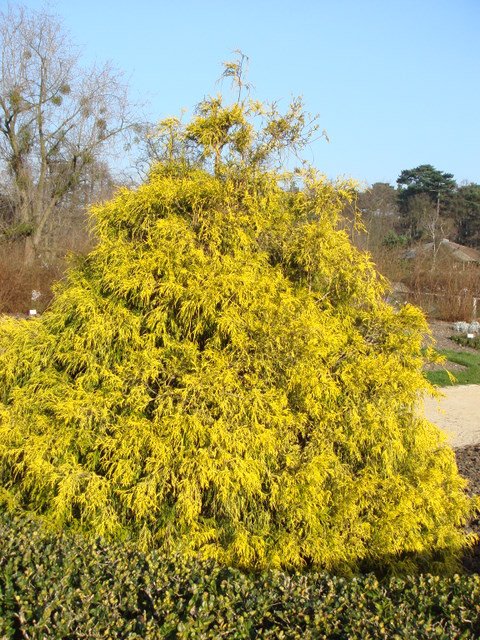 Chamaecyparis pisifera 'Filifera Aurea' (2)